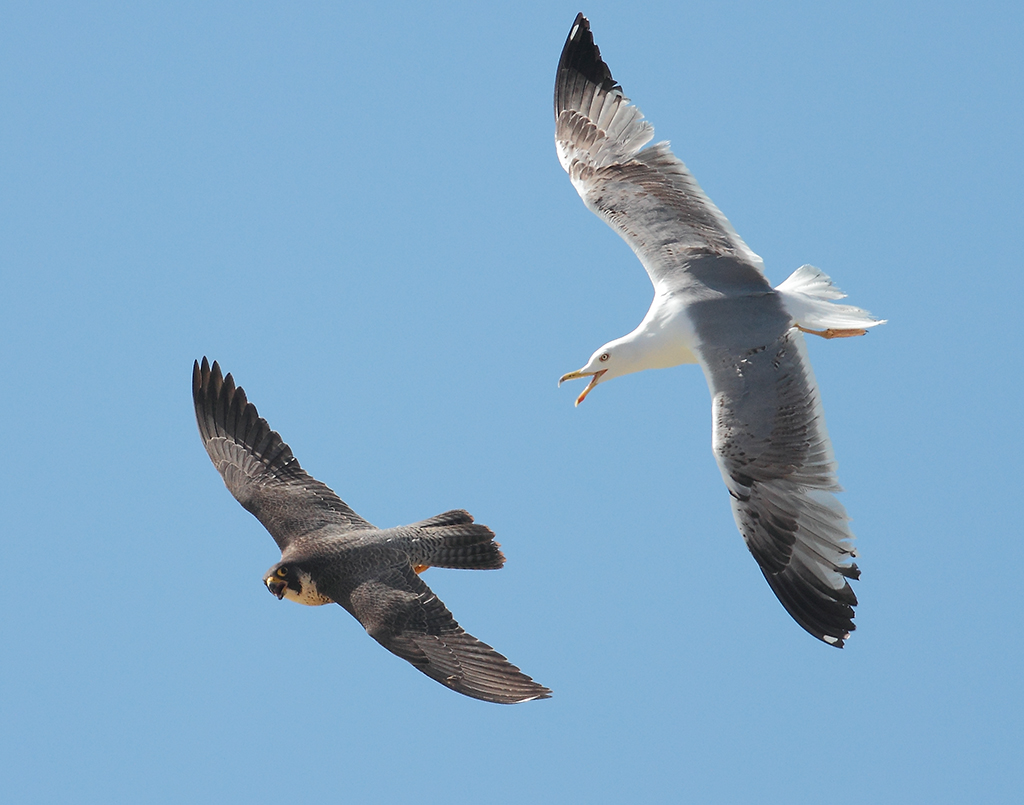 Como Comprar Internet Claro Con Saldo